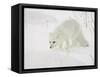 Arctic Fox (Alopex Lagopus) in Snow, Churchill, Manitoba, Canada, North America-James Hager-Framed Stretched Canvas