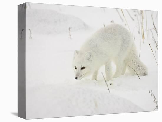 Arctic Fox (Alopex Lagopus) in Snow, Churchill, Manitoba, Canada, North America-James Hager-Stretched Canvas