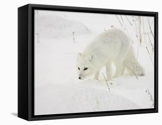 Arctic Fox (Alopex Lagopus) in Snow, Churchill, Manitoba, Canada, North America-James Hager-Framed Stretched Canvas