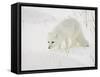 Arctic Fox (Alopex Lagopus) in Snow, Churchill, Manitoba, Canada, North America-James Hager-Framed Stretched Canvas
