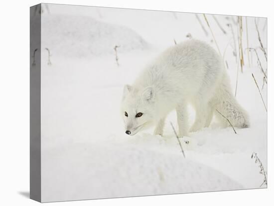 Arctic Fox (Alopex Lagopus) in Snow, Churchill, Manitoba, Canada, North America-James Hager-Stretched Canvas