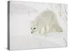 Arctic Fox (Alopex Lagopus) in Snow, Churchill, Manitoba, Canada, North America-James Hager-Stretched Canvas