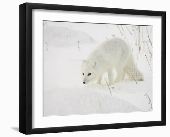 Arctic Fox (Alopex Lagopus) in Snow, Churchill, Manitoba, Canada, North America-James Hager-Framed Premium Photographic Print