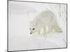 Arctic Fox (Alopex Lagopus) in Snow, Churchill, Manitoba, Canada, North America-James Hager-Mounted Premium Photographic Print