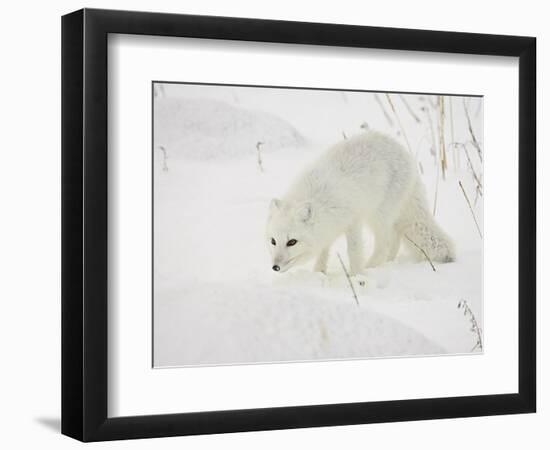 Arctic Fox (Alopex Lagopus) in Snow, Churchill, Manitoba, Canada, North America-James Hager-Framed Photographic Print