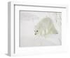 Arctic Fox (Alopex Lagopus) in Snow, Churchill, Manitoba, Canada, North America-James Hager-Framed Photographic Print