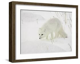 Arctic Fox (Alopex Lagopus) in Snow, Churchill, Manitoba, Canada, North America-James Hager-Framed Photographic Print