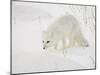 Arctic Fox (Alopex Lagopus) in Snow, Churchill, Manitoba, Canada, North America-James Hager-Mounted Photographic Print