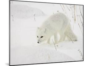 Arctic Fox (Alopex Lagopus) in Snow, Churchill, Manitoba, Canada, North America-James Hager-Mounted Photographic Print