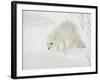 Arctic Fox (Alopex Lagopus) in Snow, Churchill, Manitoba, Canada, North America-James Hager-Framed Photographic Print
