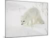 Arctic Fox (Alopex Lagopus) in Snow, Churchill, Manitoba, Canada, North America-James Hager-Mounted Photographic Print