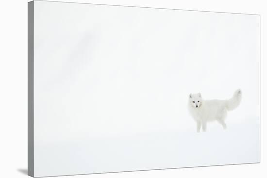 Arctic fox (Alopex lagopus) in snow. Svalbard, Norway. April-Danny Green-Stretched Canvas