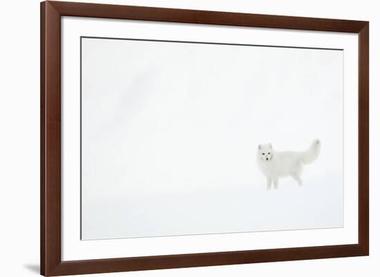 Arctic fox (Alopex lagopus) in snow. Svalbard, Norway. April-Danny Green-Framed Photographic Print