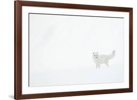 Arctic fox (Alopex lagopus) in snow. Svalbard, Norway. April-Danny Green-Framed Photographic Print