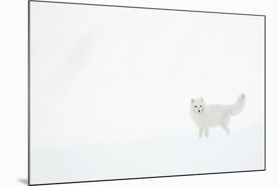 Arctic fox (Alopex lagopus) in snow. Svalbard, Norway. April-Danny Green-Mounted Photographic Print