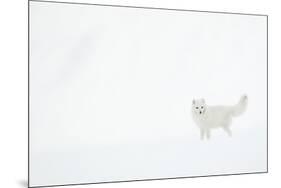 Arctic fox (Alopex lagopus) in snow. Svalbard, Norway. April-Danny Green-Mounted Photographic Print