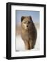Arctic fox (Alopex lagopus) in the snow, in summer coat, Svalbard, Norway, April-Danny Green-Framed Photographic Print