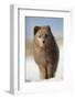 Arctic fox (Alopex lagopus) in the snow, in summer coat, Svalbard, Norway, April-Danny Green-Framed Photographic Print