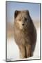 Arctic fox (Alopex lagopus) in the snow, in summer coat, Svalbard, Norway, April-Danny Green-Mounted Photographic Print