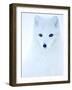 Arctic fox (Alopex lagopus), in winter coat portrait, Svalbard, Norway, April.-Danny Green-Framed Photographic Print