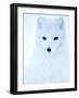 Arctic fox (Alopex lagopus), in winter coat portrait, Svalbard, Norway, April.-Danny Green-Framed Photographic Print