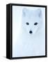 Arctic fox (Alopex lagopus), in winter coat portrait, Svalbard, Norway, April.-Danny Green-Framed Stretched Canvas