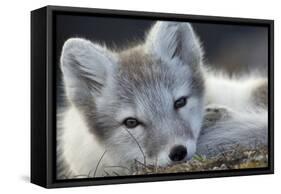 Arctic Fox (Alopex Lagopus) Portrait, Trygghamna, Svalbard, Norway, July-de la-Framed Stretched Canvas