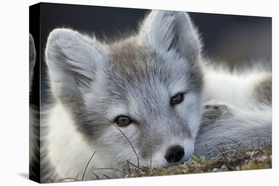 Arctic Fox (Alopex Lagopus) Portrait, Trygghamna, Svalbard, Norway, July-de la-Stretched Canvas