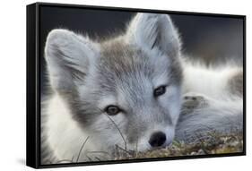 Arctic Fox (Alopex Lagopus) Portrait, Trygghamna, Svalbard, Norway, July-de la-Framed Stretched Canvas