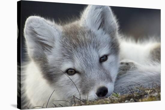 Arctic Fox (Alopex Lagopus) Portrait, Trygghamna, Svalbard, Norway, July-de la-Stretched Canvas