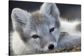 Arctic Fox (Alopex Lagopus) Portrait, Trygghamna, Svalbard, Norway, July-de la-Stretched Canvas