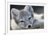 Arctic Fox (Alopex Lagopus) Portrait, Trygghamna, Svalbard, Norway, July-de la-Framed Photographic Print