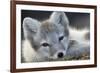 Arctic Fox (Alopex Lagopus) Portrait, Trygghamna, Svalbard, Norway, July-de la-Framed Photographic Print