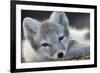 Arctic Fox (Alopex Lagopus) Portrait, Trygghamna, Svalbard, Norway, July-de la-Framed Photographic Print