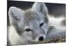 Arctic Fox (Alopex Lagopus) Portrait, Trygghamna, Svalbard, Norway, July-de la-Mounted Photographic Print