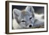 Arctic Fox (Alopex Lagopus) Portrait, Trygghamna, Svalbard, Norway, July-de la-Framed Photographic Print