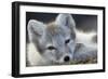 Arctic Fox (Alopex Lagopus) Portrait, Trygghamna, Svalbard, Norway, July-de la-Framed Photographic Print