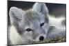 Arctic Fox (Alopex Lagopus) Portrait, Trygghamna, Svalbard, Norway, July-de la-Mounted Photographic Print