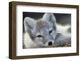 Arctic Fox (Alopex Lagopus) Portrait, Trygghamna, Svalbard, Norway, July-de la-Framed Photographic Print