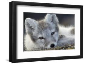 Arctic Fox (Alopex Lagopus) Portrait, Trygghamna, Svalbard, Norway, July-de la-Framed Photographic Print