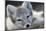 Arctic Fox (Alopex Lagopus) Portrait, Trygghamna, Svalbard, Norway, July-de la-Mounted Photographic Print