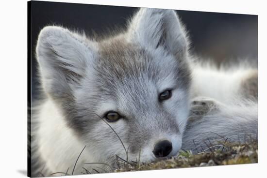 Arctic Fox (Alopex Lagopus) Portrait, Trygghamna, Svalbard, Norway, July-de la-Stretched Canvas