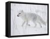 Arctic Fox (Alopex Lagopus) Running in Snow, Near Churchill, Manitoba, Canada, North America-James Hager-Framed Stretched Canvas