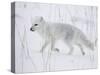 Arctic Fox (Alopex Lagopus) Running in Snow, Near Churchill, Manitoba, Canada, North America-James Hager-Stretched Canvas