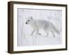 Arctic Fox (Alopex Lagopus) Running in Snow, Near Churchill, Manitoba, Canada, North America-James Hager-Framed Photographic Print