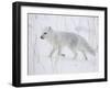 Arctic Fox (Alopex Lagopus) Running in Snow, Near Churchill, Manitoba, Canada, North America-James Hager-Framed Photographic Print