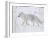 Arctic Fox (Alopex Lagopus) Running in Snow, Near Churchill, Manitoba, Canada, North America-James Hager-Framed Photographic Print