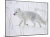 Arctic Fox (Alopex Lagopus) Running in Snow, Near Churchill, Manitoba, Canada, North America-James Hager-Mounted Photographic Print