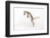 Arctic fox (Alopex lagopus) young fox pouncing, Iceland. October.-David Allemand-Framed Photographic Print