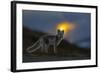 Arctic Fox (Alopex - Vulpes Lagopus) At Sunset, During Moult From Grey Summer Fur To Winter White-Andy Trowbridge-Framed Photographic Print